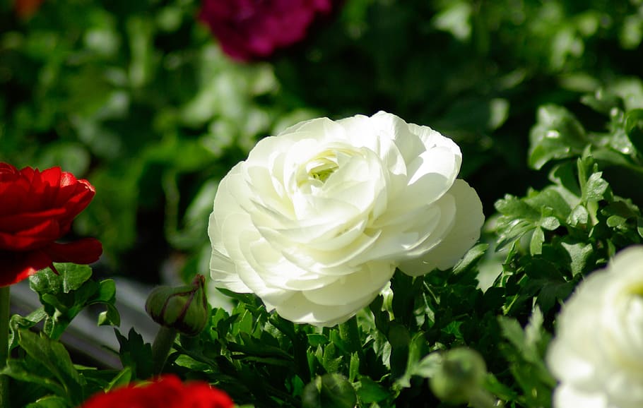 blomster, forår, blomstring, blomstrende plante, skønhed i naturen, blomst, plante, kronblad, sårbarhed, Rose, friskhed, skrøbelighed, rosenblomst, tæt på, blomsterhoved, blomsterstand, hvid farve, natur, vækst, dag, ingen mennesker, plante del, blad, udendørs, blødhed, 2K