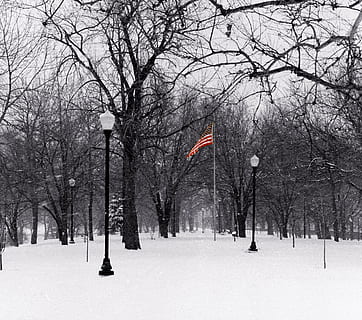 flag, træ, sne, vinter, bare træ, kold temperatur, afdeling, natur, plante, dækker, ingen mennesker, jord, hvid farve, dag, skønhed i naturen, himmel, ro, scenics - natur, udendørs, patriotisme, sner, 2K, CC0, offentligt domæne, royaltyfrie