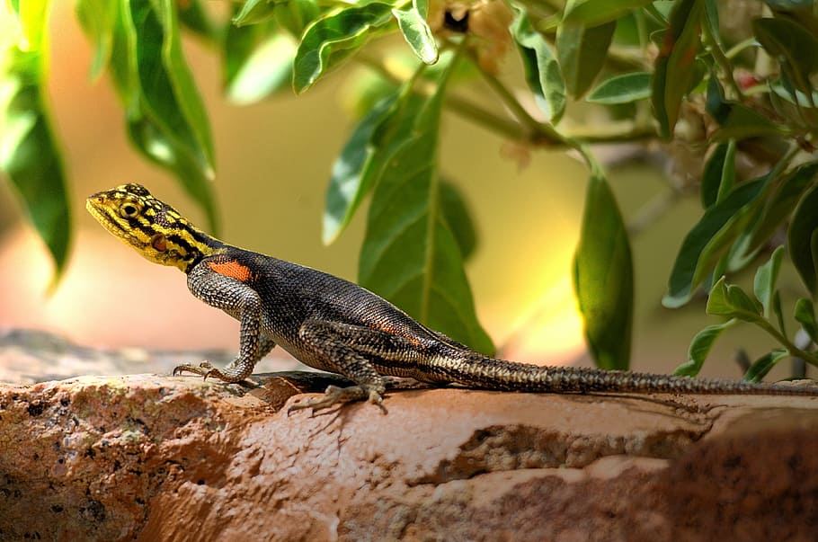 un joc, llangardaix, llançar llangardaix, Àfrica, dracs, colorit, whiny, animal, pedra, llangardaixos, rèptil, un animal, fauna animal, temes d'animals, camaleó, longitud completa, animals a la natura, cap gent, mascotes, vertebrats, naturalesa, arbre, part de la planta, planta, full, a l'aire lliure, rock, primer pla, branca, sòlid, rock - object, iguana, vista del perfil, 4K