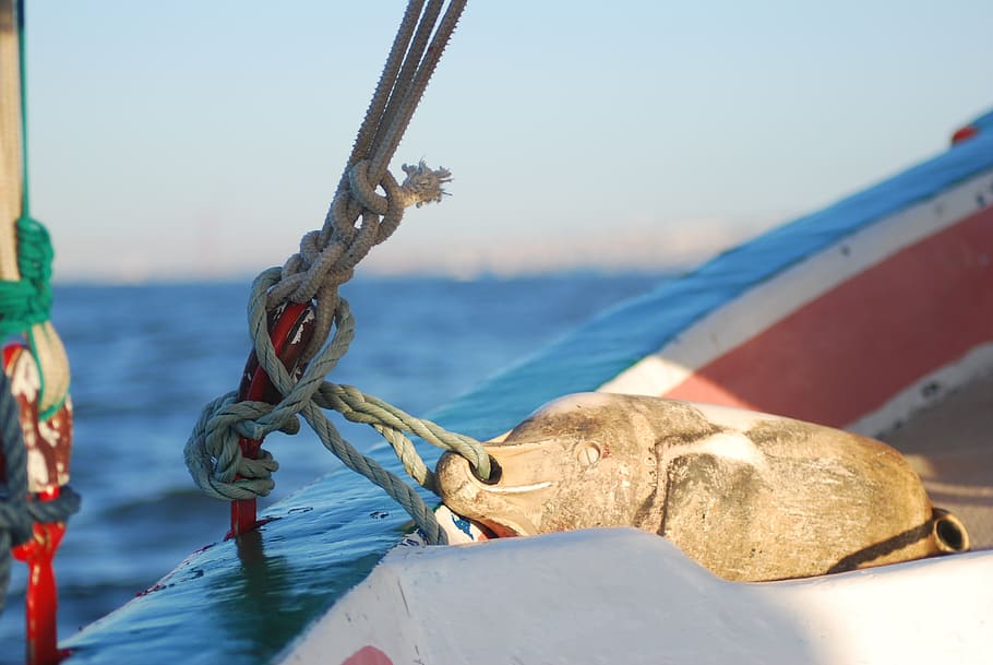 tejo, fragata, lisboa, aigua, cel, mar, centrar-se en primer pla, cap gent, naturalesa, dia, corda, vaixell nàutic, transport, mamífer, un animal, primer pla, animal, temes d'animals, manera de transport, bellesa a la natura, a l'aire lliure, llum solar, 4K
