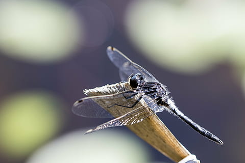 macro, natura, piccolo, insetto, ala, volare, libellula, animale, avvicinamento, temi animali, un animale, fauna selvatica, animali allo stato selvatico, invertebrato, messa a fuoco selettiva, nessuno, giorno, concentrarsi sulle conoscenze acquisite, parte del corpo animale, ala animale, all'aperto, legno - materiale, occhio animale, 1080P, CC0, dominio pubblico, privo di copyright