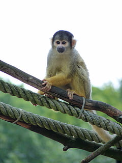 ลิง, ลิงกระรอก, ไต่, Tiergarten, สวนสัตว์, ธีมสัตว์, สัตว์, สัตว์ป่า, สัตว์หนึ่งตัว, สัตว์ในป่า, มีกระดูกสันหลัง, เจ้าคณะ, เลี้ยงลูกด้วยนม, วัน, ไม่มีคน, ภาพเหมือน, มุ่งเน้นไปที่เบื้องหน้า, ธรรมชาติ, มองที่กล้อง, ต้นไม้, นั่ง, กลางแจ้ง, มุมมองที่ต่ำ, ปลูก, 4K, CC0, โดเมนสาธารณะ, ค่าลิขสิทธิ์ฟรี