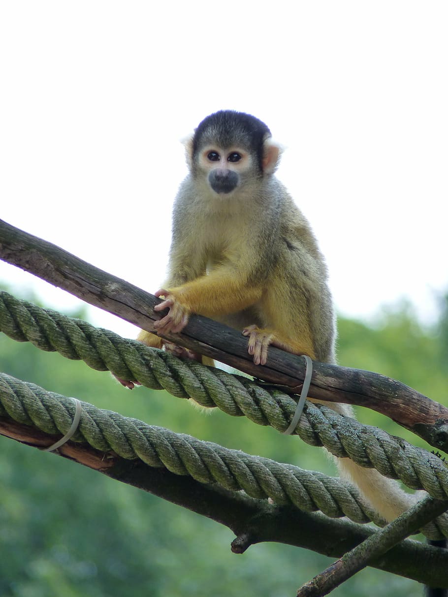 opice, veverka opice, stoupání, tiergarten, zoo, zvířat, zvíře, jednoho zvířete, zvířata ve volné přírodě, obratlovců, primát, savec, den, nikdo, portrét, zaměřit se na popředí, Příroda, při pohledu na fotoaparát, strom, sedící, venku, nízký úhel pohledu, rostlina, 4K