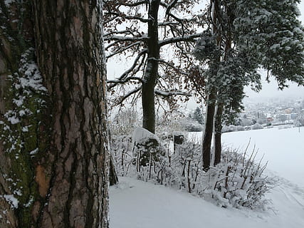 Kora drzewa, śnieg, mroźna zima, drzewo, szczekać, zimno, zimowy, zimna temperatura, Natura, pnia drzewa, roślina, bagażnik samochodowy, wylądować, spokój, piękno natury, las, dzień, pokrycie, scenics - natura, spokojna scena, żadnych ludzi, wzrost, mrożony, na dworze, lesisty teren, drzewo iglaste, treelined, 2K, CC0, domena publiczna, darmowe zdjęcia