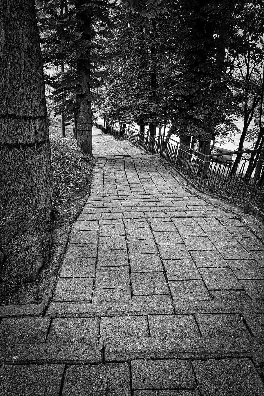 path, perspective, walkway, direction, pathway, countryside, black And White, tree, nature, footpath, outdoors, plant, the way forward, day, no people, tree trunk, trunk, growth, tranquility, diminishing perspective, street, park, cobblestone, shadow, tranquil scene, sunlight, paving stone, treelined, 5K