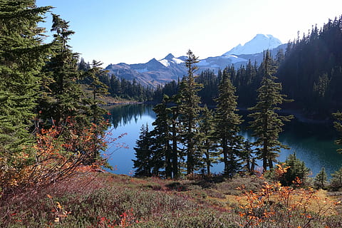 montagna, lago, natura, paesaggio, Paesaggi, acqua, foresta, Canada, all'aperto, albero, Alberta, catena montuosa, bellezza nella natura, riflessione, montagne Rocciose, scena tranquilla, nessuno, cielo, area selvaggia, immagine a colori, colore verde, roccia - oggetto, terreno estremo, estate, Parco Nazionale, Pino, pianta, la tranquillità, scenics - natura, crescita, scena non urbana, idilliaco, giorno, cielo sereno, a distanza, terra, modificare, albero di conifere, 5K, CC0, dominio pubblico, privo di copyright
