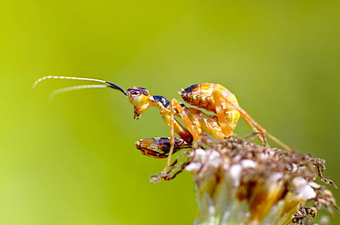 mantis, Chyba, hmyz, Indie, Příroda, makro, zvířat, zvířata ve volné přírodě, bezobratlý, zvíře, jednoho zvířete, detail, rostlina, krása v přírodě, nikdo, květ, zaměřit se na popředí, selektivní zaměření, zranitelnost, část těla zvířete, kvetoucí rostlina, den, zvířecí křídlo, zvířecí oko, 1080P, CC0, veřejná doména, bez autorských práv