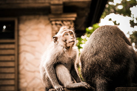 selectiu, focalitzar la fotografia, negre, mico, gris, macaque, primat, mamífer, animal, fauna animal, animals a la natura, centrar-se en primer pla, un animal, vertebrats, cap gent, mirant, assegut, mirant cap a fora, dia, arquitectura, zoo, estructura construïda, babuí, 4K, CC0, domini públic, lliure de regalies