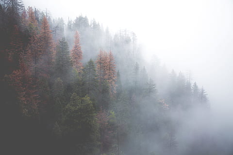 verde, pădure, acoperit, ceaţă, fum, pini, fotografie peisaj, copaci, copac, nor, cădea, natură, aburi, peisaj, scenics, dimineaţă, în aer liber, Munte, Brad, frumusețe în natură, toamnă, cețos, neclar, vreme, plantă, teren, liniște, nici o persoana, scenice - natura, o scenă liniștită, zi, mediu inconjurator, creştere, conifer, pini de pădure, copac vesnic verde, 5K, CC0, domeniu public, fără drepturi de autor
