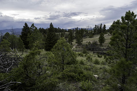 paisatge forestal, pins, ruta, helena, montana, bosc, paisatge, helena, montana, núvols, paisatges, domini públic, cels, arbres, naturalesa, escenics, a l'aire lliure, arbre, cel, muntanya, estiu, núvol - cel, cap gent, planta, creixement, bellesa a la natura, tranquil·litat, escena tranquil·la, escenics - natura, color verd, escena no urbana, terra, dia, medi ambient, idíl·lic, 5K, CC0, domini públic, lliure de regalies