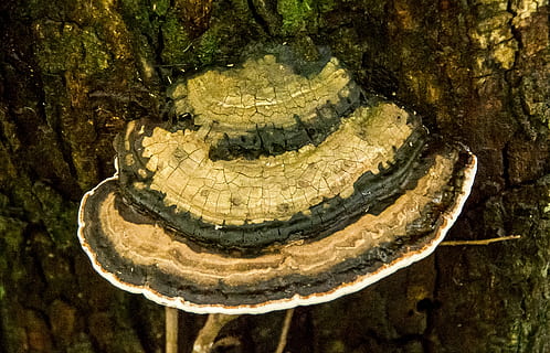 fong, parèntesi, patró, ratlles, marró, blanc, Austràlia, salvatge, bosc, arbre, tronc, temes d'animals, cap gent, primer pla, fauna animal, animal, naturalesa, un animal, animals a la natura, textura, dia, rèptil, tronc de l'arbre, a l'aire lliure, aigua, sota l'aigua, planta, sòlid, història, marí, escorça, 2K, CC0, domini públic, lliure de regalies
