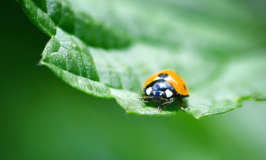 ladybug, insect, macro, red, nature, leaf, summer, pollen, green, plant, animal wildlife, invertebrate, animal themes, animal, plant part, animals in the wild, close-up, one animal, green color, beetle, no people, beauty in nature, environment, outdoors, small, 4K, CC0, public domain, royalty free