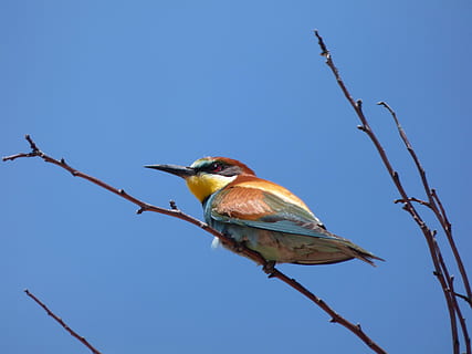 Bienenesser, Abellerol, Merops Apiaster, Ast, Himmel, Vogel, Vögel, wildes Leben, animalia, Natur, Tier, Tierwelt, Wirbeltier, Tiere in freier Wildbahn, Tierthemen, hocken, Baum, ein Tier, Blau, klarer Himmel, Pflanze, keine Leute, kahler Baum, draußen, Flachwinkelansicht, Zweig, Profilansicht, 4K, CC0, gemeinfrei, lizenzfrei