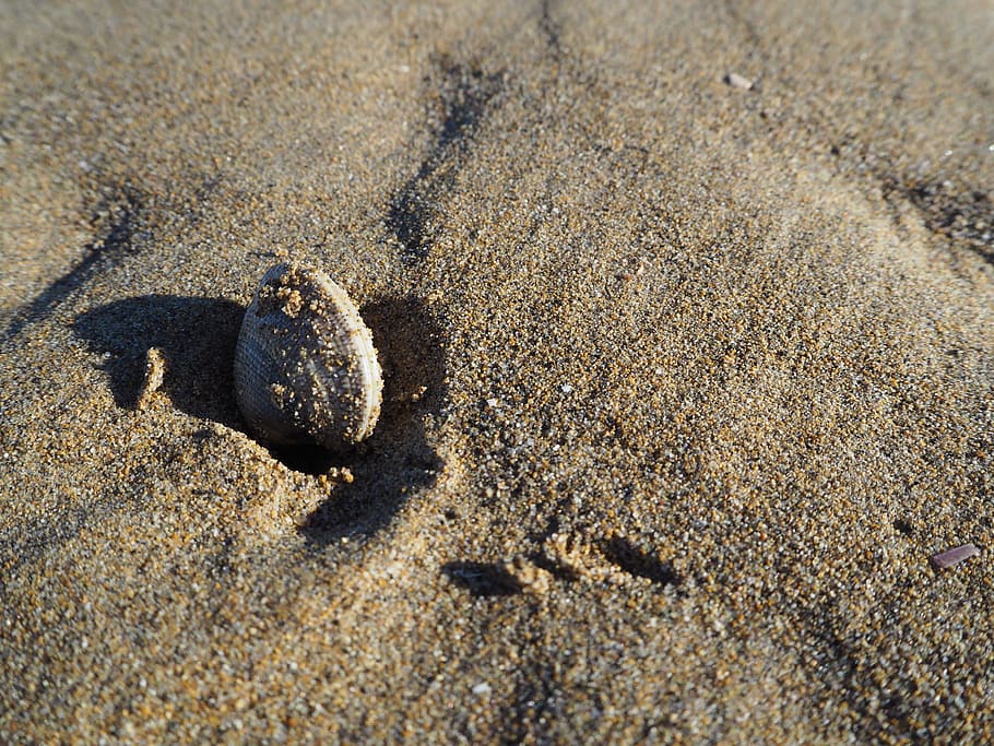 skal, strand, hav, sand, sommer, muslingeskal, våd, natur, strandede, sandstrand, vand, ferie, middelhavet, indsamle, ved havet, Italien, baggrund, lykønskningskort, jord, dyreliv, dyr, sollys, et dyr, dyre temaer, dag, høj vinkel visning, ingen mennesker, dyr i naturen, krabbe, tæt på, tekstureret, udendørs, skygge, dyreskal, marine, 4K