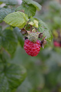 hindbær, moden, umoden, tæt, bær, frugt, vækst, sund kost, bærfrugt, mad og drikke, blad, plante del, friskhed, mad, plante, tæt på, fokus på forgrunden, rød, dag, skønhed i naturen, natur, ingen mennesker, velvære, træ, udendørs, 4K, CC0, offentligt domæne, royaltyfrie