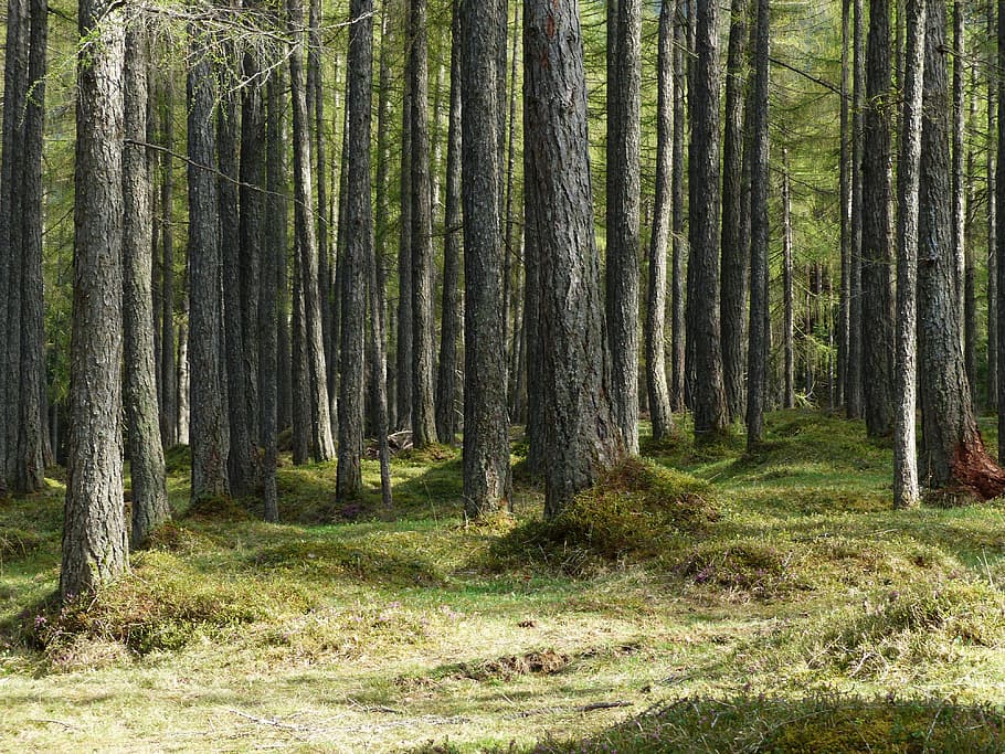 arbres forestals, durant el dia, bosc de làrix, bosc, làrix, troncs d’arbres, soques, bosc de conte de fades, larix, família de pins, Occidental, arbre, planta, terra, tronc de l'arbre, tronc, tranquil·litat, bellesa a la natura, escena tranquil·la, creixement, naturalesa, dia, cap gent, escenics - natura, herba, escena no urbana, color verd, a l'aire lliure, idíl·lic, arbre de coníferes, pi, bosc de pi, bambú - planta, 4K