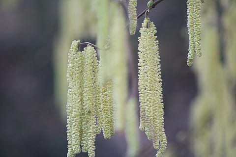 de lente, scheuten, plug, natuur, struiken, fabriek, groei, schoonheid in de natuur, geen mensen, focus op de voorgrond, detailopname, dag, groene kleur, kalmte, buitenshuis, selectieve aandacht, boom, plantkunde, pussy willow, breekbaarheid, koude temperatuur, Pinaceae, naaldboom, dennenboom, 4K, CC0, publiek domein, royaltyvrij