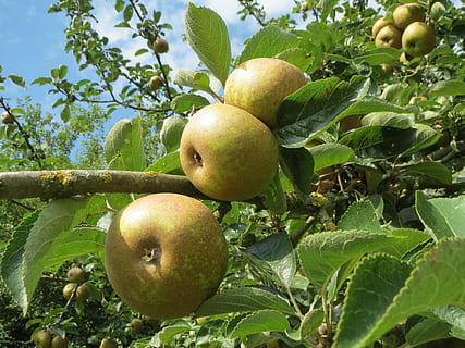 Malus, ต้นแอปเปิ้ล, แอปเปิ้ล, ผลไม้, สาขา, ต้นไม้, พฤกษา, พฤกษศาสตร์, สุก, อาหารและเครื่องดื่ม, รับประทานอาหารเพื่อสุขภาพ, แอปเปิ้ล - ผลไม้, อาหาร, ใบไม้, การเจริญเติบโต, ปลูก, ส่วนของพืช, ความสด, คุณภาพชีวิต, สีเขียว, ต้นไม้ผลไม้, ธรรมชาติ, ใกล้ชิด, ไม่มีคน, วัน, กลางแจ้ง, 2K, CC0, โดเมนสาธารณะ, ค่าลิขสิทธิ์ฟรี