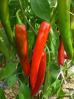 pebre, vegetals, plantes, camp, verdures, vermell, pebrot picant, espècia, menjar, creixement, menjar i beguda, frescor, primer pla, part de la planta, planta, color verd, Xile vermell, full, cap gent, naturalesa, benestar, dia, alimentació saludable, madur, pebre de jalapeño, 2K, CC0, domini públic, lliure de regalies