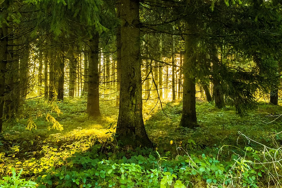 foresta verde, verde, alberi, foresta, illuminazione, Alba, natura, paesaggio, cupo, foresta delle fiabe, foreste, luce del sole, Morgenstimmung, raggio di sole, raggio di luce, romantico, inverno, d'oro, bosco, albero, Paesaggi, Pino, pianta, terra, crescita, bellezza nella natura, tronco d'albero, tronco, la tranquillità, colore verde, giorno, scena tranquilla, nessuno, scena non urbana, scenics - natura, all'aperto, fogliame lussureggiante, 4K