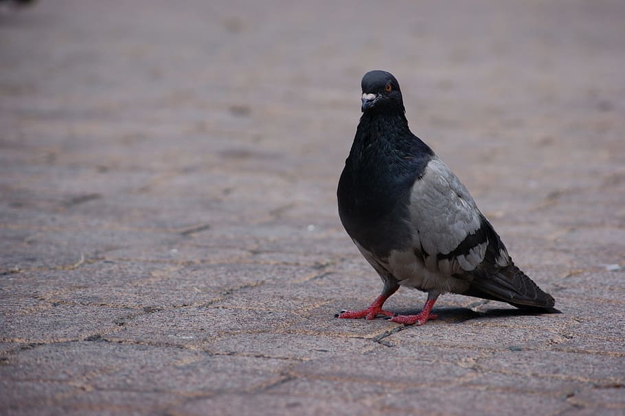 paloma, av, plomes, ocell, vertebrats, fauna animal, animals a la natura, un animal, color negre, colom, dia, cap gent, naturalesa, a l'aire lliure, longitud completa, colom - ocell, zoologia, menjar, vista lateral, 4K