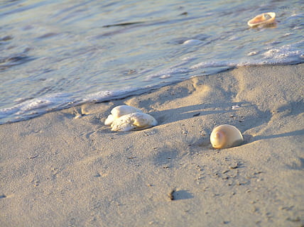 le sable, coquilles, eau, plage, marée, océan, reflux, couler, terre, la nature, mer, personne, journée, coquille, vue grand angle, beauté dans la nature, la faune des animaux, fermer, en plein air, tranquillité, coquillage, animal, humide, lumière du soleil, Marin, 1080P, CC0, domaine public, libre de droits