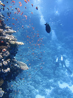 two, scuba divers, corals, divers, underwater, ocean, swim, fish, coral, sea, swimming, water, animals in the wild, animal themes, animal, animal wildlife, vertebrate, undersea, sea life, nature, scuba diving, real people, group of animals, one person, marine, large group of animals, outdoors, school of fish, underwater diving, 4K
