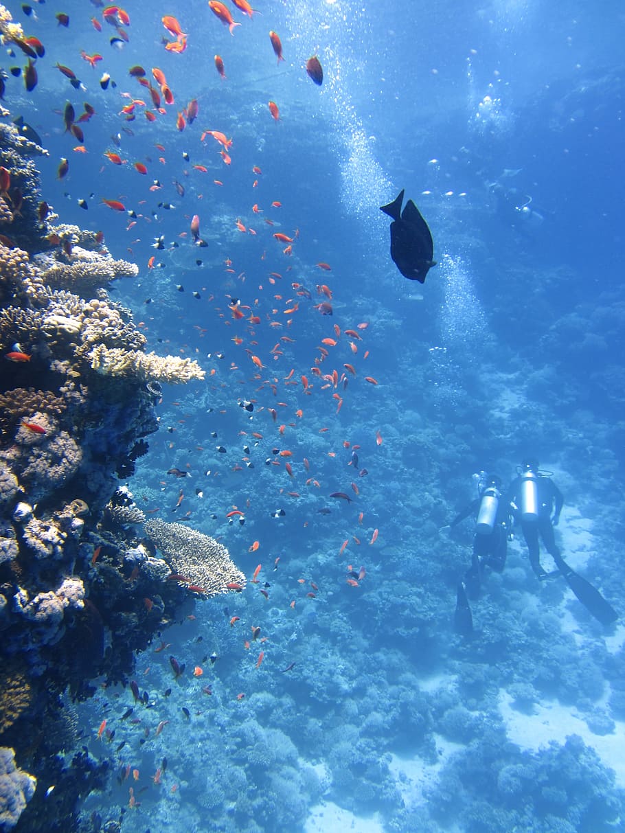 two, scuba divers, corals, divers, underwater, ocean, swim, fish, coral, sea, swimming, water, animals in the wild, animal themes, animal, animal wildlife, vertebrate, undersea, sea life, nature, scuba diving, real people, group of animals, one person, marine, large group of animals, outdoors, school of fish, underwater diving, 4K