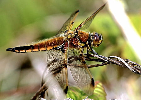 foto di colpo macro, Marrone, libellula, ramo, insetto, Ali, natura, invertebrato, fauna selvatica, temi animali, animali allo stato selvatico, un animale, animale, avvicinamento, ala animale, concentrarsi sulle conoscenze acquisite, giorno, nessuno, pianta, all'aperto, messa a fuoco selettiva, parte del corpo animale, bellezza nella natura, parte vegetale, 1080P, CC0, dominio pubblico, privo di copyright