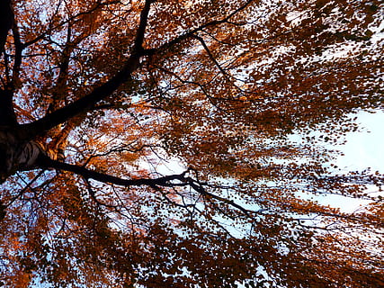tree, birch, autumn, deciduous tree, nature, tribe, wood, aesthetic, branches, skyward, mood, leaves, plant, low angle view, branch, beauty in nature, no people, tranquility, growth, sky, change, day, outdoors, forest, scenics - nature, land, tree trunk, backgrounds, trunk, tree canopy, directly below, 4K, CC0, public domain, royalty free