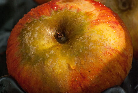 Obst, Apfel, fallen, Essen und Trinken, Lebensmittel, gesundes Essen, Wohlbefinden, Nahansicht, Frische, drinnen, Apfel - Frucht, keine Leute, rot, reif, orange Farbe, Stillleben, gesunder Lebensstil, Tropische Frucht, Fokus auf den Vordergrund, Granatapfel, organisch, einzelnes Objekt, Antioxidans, Versuchung, 4K, CC0, gemeinfrei, lizenzfrei