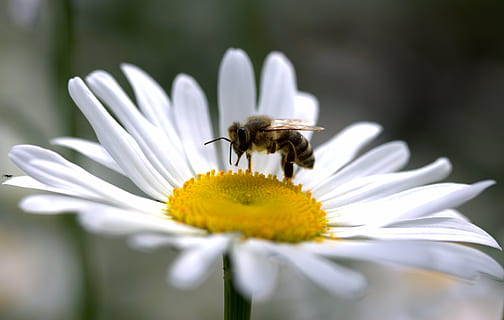 honningbi, hvid, daisy blomst, selektiv, fokus fotografering, bi, daisy, pollen, arbejde, Insecta, natur, blomst, blomstrende plante, dyreliv, dyre temaer, skrøbelighed, dyr, friskhed, insekt, dyr i naturen, skønhed i naturen, hvirvelløse, sårbarhed, blomsterhoved, plante, kronblad, vækst, tæt på, et dyr, bestøvning, ingen mennesker, forår, 4K, CC0, offentligt domæne, royaltyfrie