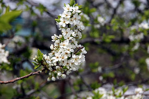 au-cirerer, arbre, florir, primavera, les fulles de la branca, flor, planta, planta amb flors, frescor, bellesa a la natura, fragilitat, creixement, vulnerabilitat, naturalesa, Color blanc, centrar-se en primer pla, branca, primer pla, cap gent, dia, a l'aire lliure, cap de flor, cirerer, flor de cirerer, 1080P, CC0, domini públic, lliure de regalies