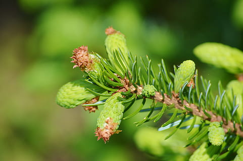 pi, branca, motor, agulles, branca de pi, picea, naturalesa, espectacle de coníferes, bígaro, conífera, branca d’agulla, arbre, color verd, planta, enfocament selectiu, full, cap gent, bellesa a la natura, primer pla, creixement, dia, centrar-se en primer pla, flor, frescor, part de la planta, menjar i beguda, menjar, a l'aire lliure, arbre de coníferes, brot, agulla - part de la planta, 5K, CC0, domini públic, lliure de regalies
