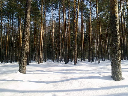 las, drzewo, zima, zima, zimowy, zimowy las, krajobraz, sosna, śnieg, zimna temperatura, Natura, roślina, wylądować, spokojna scena, spokój, biały kolor, scena pozamiejska, scenics - natura, piękno natury, pnia drzewa, bagażnik samochodowy, lesisty teren, dzień, żadnych ludzi, drzewo iglaste, lasy sosnowe, 1080P, CC0, domena publiczna, darmowe zdjęcia