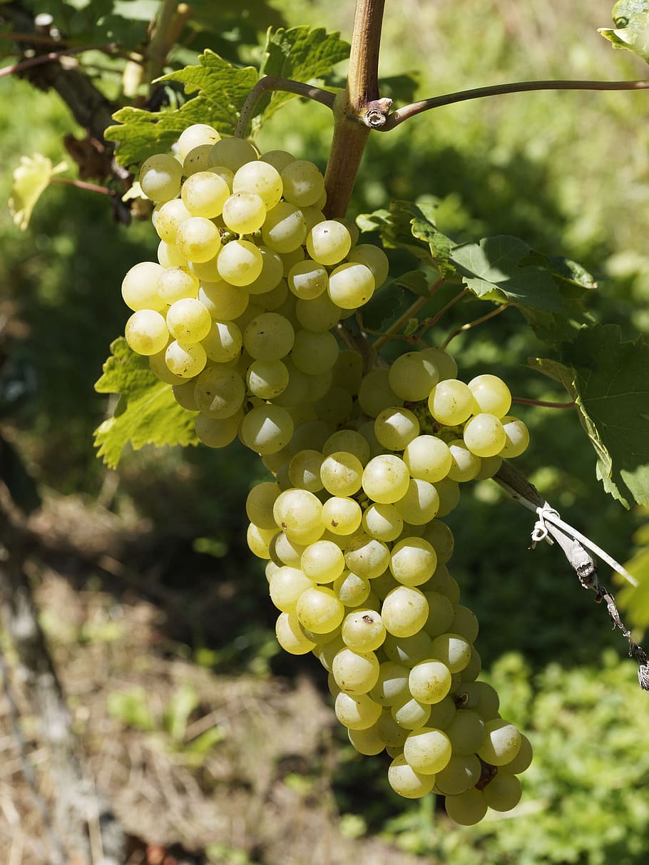 vinyes, raïm, bordeus, naturalesa, collita, regió vinícola, cluster, creixement, planta, fruita, alimentació saludable, frescor, menjar, menjar i beguda, arbre, dia, color verd, centrar-se en primer pla, cap gent, vinya, bellesa a la natura, primer pla, munt, full, agricultura, a l'aire lliure, elaboració de vins, plantació, 4K