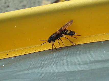 veps, insekt, Bie, dyr, nærbilde, natur, makro, fly, virvelløse, dyre temaer, ett dyr, dyr i naturen, dyreliv, gul, dag, ingen folk, dyrfløyen, utendørs, flue, veggbyggingsfunksjon, fokusere på forgrunnen, høy vinkel visning, 2K, CC0, offentlig domene, opphavsrett gratis