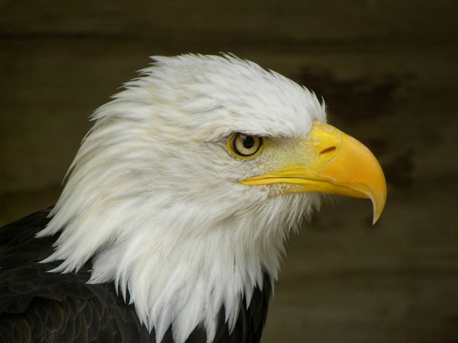 àguila calba, ocell, raptor, focus, àguila, depredador, caçador, majestuós, part del cos dels animals, un animal, bec, cap d’animals, vertebrats, temes d'animals, animal, rapinyaire, primer pla, centrar-se en primer pla, animals a la natura, fauna animal, mirant cap a fora, mirant, àguila - ocell, cap gent, dia, a l'aire lliure, vista del perfil, ull d’animals, 4K