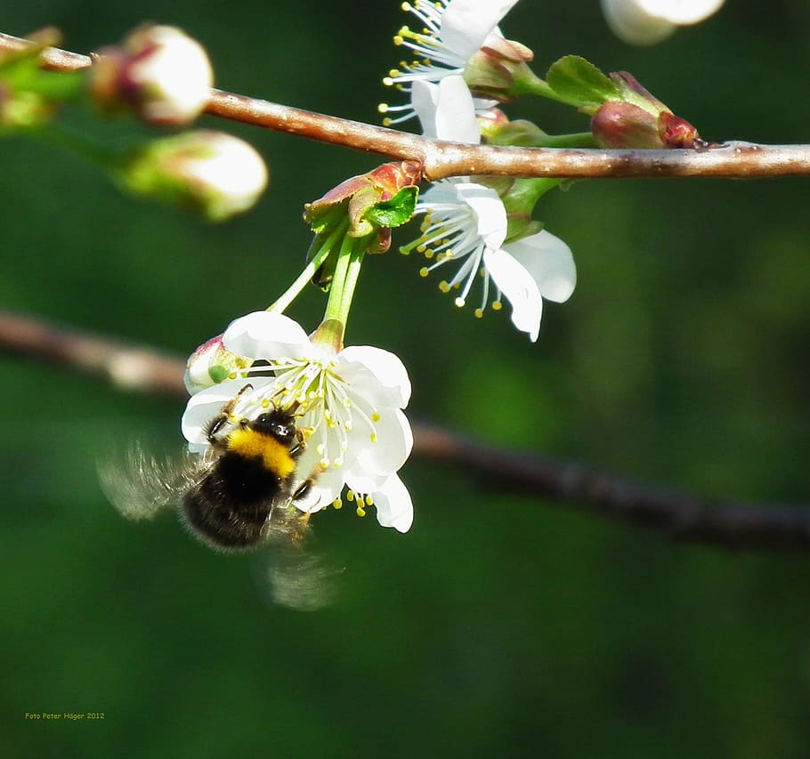 Abellot, insecte, abella, flor de cirerer, cirerer, cirera, branca, flor, flora, bumble, invertebrat, fauna animal, animals a la natura, animal, temes d'animals, planta, planta amb flors, bellesa a la natura, fragilitat, frescor, vulnerabilitat, primer pla, creixement, un animal, centrar-se en primer pla, pètal, cap de flor, cap gent, polinització, pol·len, a l'aire lliure, 1080P