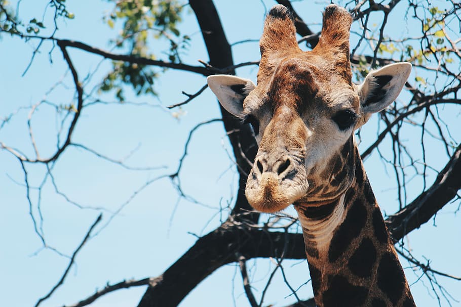 poc profund, focalitzar la fotografia, girafa, arbre, foto, gris, nua, clar, blau, cel, full, branca, animal, zoo, salvatge, majestuós, bonic, alt, vida salvatge, Sud-Àfrica, Àfrica, temes d'animals, un animal, mamífer, fauna animal, planta, vista d’angle baix, arbre nu, dia, vertebrats, centrar-se en primer pla, animals a la natura, cap gent, naturalesa, part del cos dels animals, animals domèstics, a l'aire lliure, cap d’animals, herbívors, 5K
