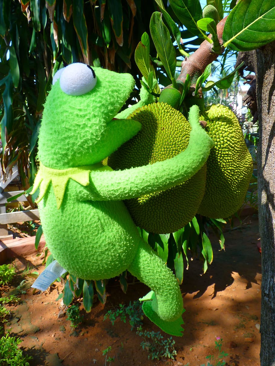 Jack, fruita, verd, gran, granota, kermit, color verd, cap gent, planta, primer pla, dia, rèptil, naturalesa, animal, temes d'animals, vertebrats, animals a la natura, fauna animal, full, part de la planta, un animal, a l'aire lliure, creixement, arbre, centrar-se en primer pla, llum solar, 4K