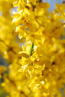 Fahrkarte, Goldregen, Frühling, Gelb, Natur, Blume, blühende Pflanze, Zerbrechlichkeit, Verletzlichkeit, Frische, Pflanze, Schönheit in der Natur, Wachstum, Nahansicht, Blütenblatt, keine Leute, Blütenkopf, Tag, Blütenstand, selektiver Fokus, Sonnenlicht, blühen, draußen, 4K, CC0, gemeinfrei, lizenzfrei