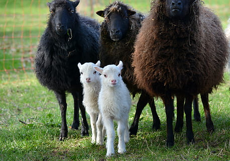 oi colorate asortate, natură, animale, oaie, mie miercuri, Mecklenburg, animale tematice, șeptel, animale domestice, tânăr animal, animal, zi, mamifer, iarbă, nici o persoana, privind camera, grup de animale, animale vertebrate, intern, animale de companie, două animale, camp, teren, permanent, plantă, în aer liber, familie de animale, erbivor, 4K, CC0, domeniu public, fără drepturi de autor