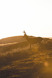 cervo, in piedi, campo d'erba, montagna, grigio, cielo, erba, campo, tramonto, Alba, corna, animale, natura, polvere, silhouette, all'aperto, Esplorare, sfondo, paesaggio, viaggio, colore, sole, temi animali, mammifero, fauna selvatica, terra, vertebrato, animali domestici, un animale, animali allo stato selvatico, luce del sole, nessuno, domestico, bellezza nella natura, ambiente, cielo sereno, erbivoro, 5K, CC0, dominio pubblico, privo di copyright
