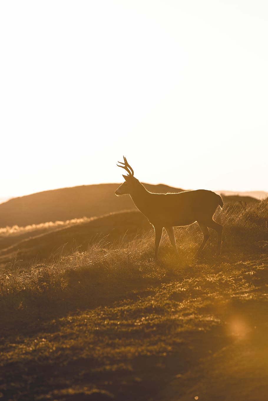cervo, in piedi, campo d'erba, montagna, grigio, cielo, erba, campo, tramonto, Alba, corna, animale, natura, polvere, silhouette, all'aperto, Esplorare, sfondo, paesaggio, viaggio, colore, sole, temi animali, mammifero, fauna selvatica, terra, vertebrato, animali domestici, un animale, animali allo stato selvatico, luce del sole, nessuno, domestico, bellezza nella natura, ambiente, cielo sereno, erbivoro, 5K