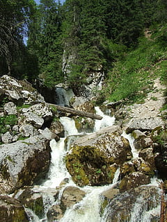 cascade, karst, courant, forêt, la nature, la transylvanie, padis, eau qui coule, rivière, paysages, arbre, eau, plante, Roche, paysages - nature, beauté dans la nature, rock - objet, solide, Téléchargement, mouvement, journée, tranquillité, personne, écoulement, scène tranquille, ruisseau - eau courante, en plein air, pouvoir dans la nature, 2K, CC0, domaine public, libre de droits