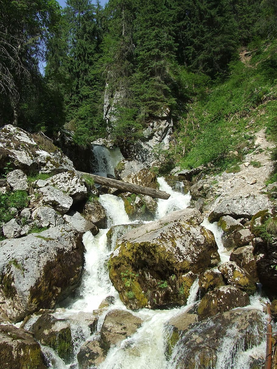 cascada, karst, corrent, bosc, naturalesa, Transsilvània, padis, aigua que flueix, riu, escenics, arbre, aigua, planta, rock, escenics - natura, bellesa a la natura, rock - object, sòlid, descàrrega, moviment, dia, tranquil·litat, cap gent, que flueix, escena tranquil·la, rierol: aigua que flueix, a l'aire lliure, poder a la natura, 2K