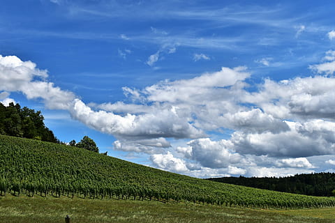 kraštovaizdį, vaizdas, debesys, aplinką, horizonto, perkelti, vynuogių kalvos, vynuogių auginimas, vynuogės, vynas, kalnas, dangus, pobūdį, žalias, vynuogininkystė, miškas, mėlyna, Žemdirbystė, ūkis, lauke, kaimo scenoje, debesis - dangus, augalų, grožis gamtoje, vaizdai - gamta, žemės, ramybė, žalia spalva, medis, ramioje scenoje, augimą, dieną, žolė, nėra žmonių, plantacija, 5K, CC0, Viešasis domenas, nemokamai