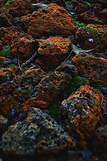 Nahansicht, Foto, Steine, selektiv, fokus fotografie, rot, Grün, bemoosten Felsen, Orange, Textur, Rock, dunkel, Ökosystem, solide, keine Leute, Rock - Objekt, Natur, selektiver Fokus, Moos, Tag, Wasser, Schönheit in der Natur, Vollbild, draußen, texturiert, Hintergründe, Land, Rau, Ruhe, Meer, Flechte, 5K, CC0, gemeinfrei, lizenzfrei