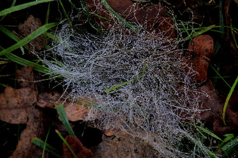 nettverk, dugg, dryppe, gress, Lukk, dewdrop, Morgentau, beaded, fuktig, spindelvev, natur, høst, anlegg, ingen folk, nærbilde, vekst, tre, land, dag, utendørs, skjønnhet i naturen, selektiv fokusering, plante del, skog, blad, mose, ro, felt, skjørhet, høy vinkel visning, sopp, 4K, CC0, offentlig domene, opphavsrett gratis